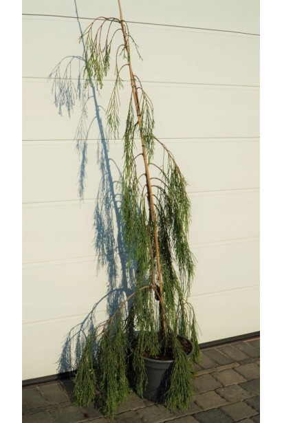 Кипарисовик Imbricata Pendula - саджанець в горщику